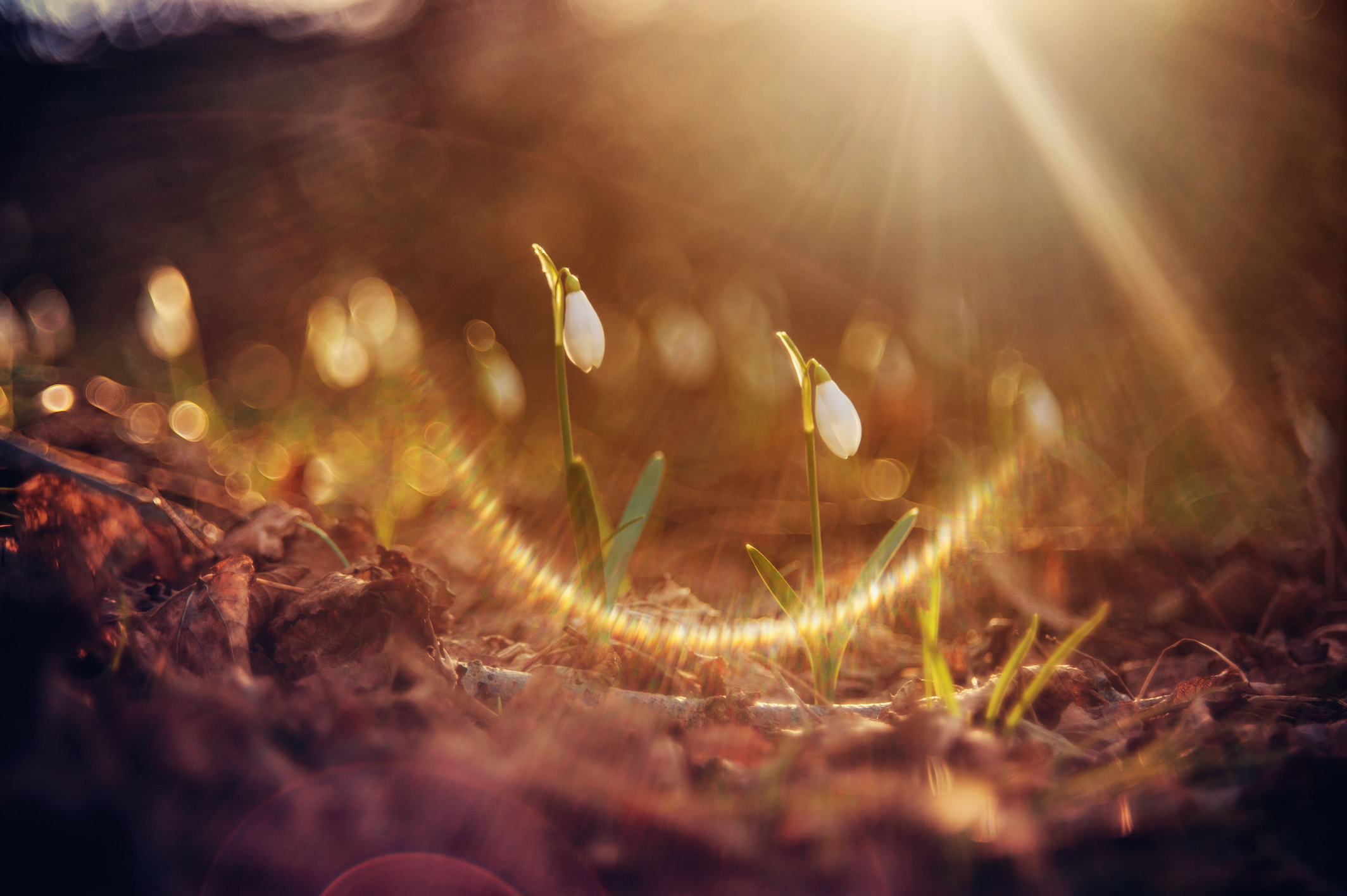 Snowdrops pushing up through the earth in warm sunlight